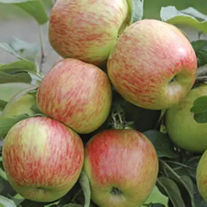 A Braeburn Apple Tree